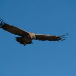 The Flight of the Colca Canyon Condors