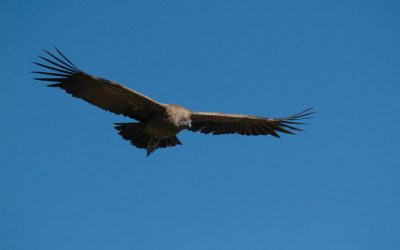 The Flight of the Colca Canyon Condors